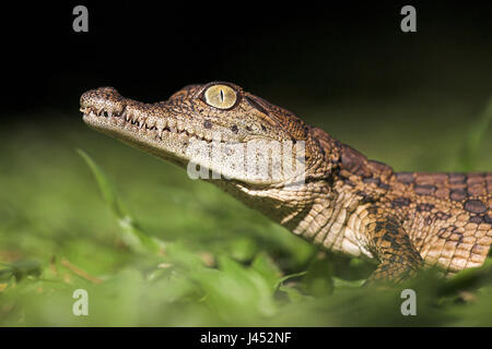 Portrait d'une jeune tortue crocodile du Nil Banque D'Images