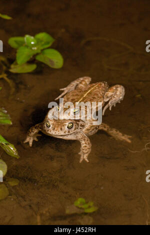 Photo d'une paire de crapaud calamite dans l'eau Banque D'Images