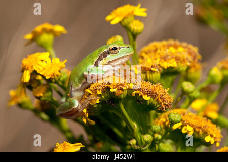 Photo d'une grenouille d'arbre commun sur les fleurs jaunes contre un fond brun Banque D'Images