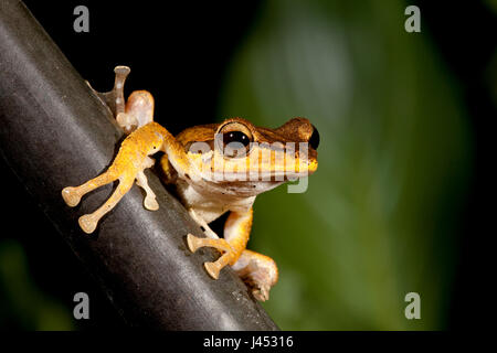 Foto van een boomkikker zittend op een stengel ; Photo d'un black-eared grenouille d'arbre assis sur une branche ; Banque D'Images