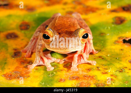 Photo d'une grenouille arlequin sur une feuille de bananier mortes avec vert, jaune, brun et orange Banque D'Images