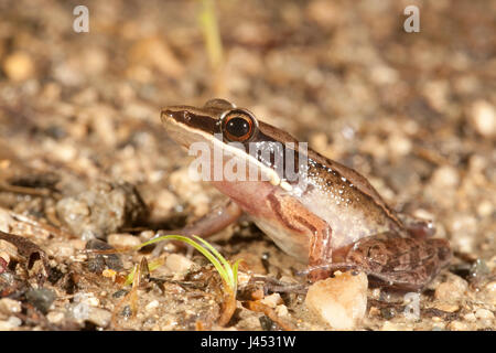 Foto van een Rana nicobariensis ; photo d'un grillon ; Banque D'Images