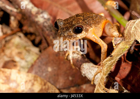 Foto van een Kinabalu litière mince ; photo de grenouille une grenouille ; litière mince Kinabalu Banque D'Images