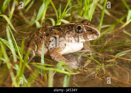 Photo d'une grenouille dans un rainpool entre grass Banque D'Images