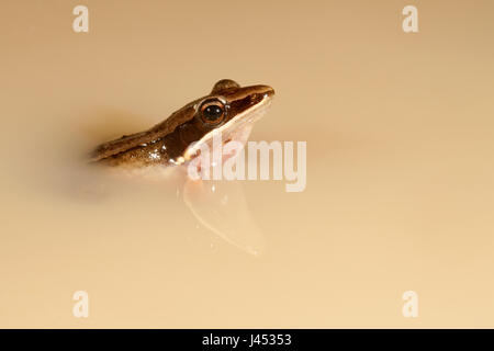 Foto van een Rana nicobariensis ; photo d'un grillon ; Banque D'Images