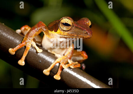 Foto van een boomkikker zittend op een stengel ; Photo d'un black-eared grenouille d'arbre assis sur une branche ; Banque D'Images