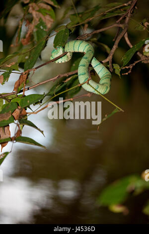 Photo d'un Wagler's Pit Viper dans un arbre au-dessus de la rivière Banque D'Images