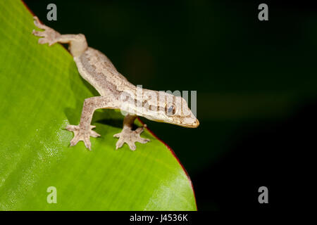 Photo d'une chambre à froufrous sur gecko une feuille verte Banque D'Images