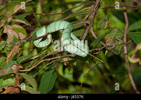 Photo d'un Wagler's Pit Viper dans un arbre au-dessus de la rivière Banque D'Images