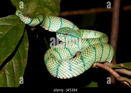 Photo d'un Wagler's Pit Viper dans un arbre au-dessus de la rivière Banque D'Images