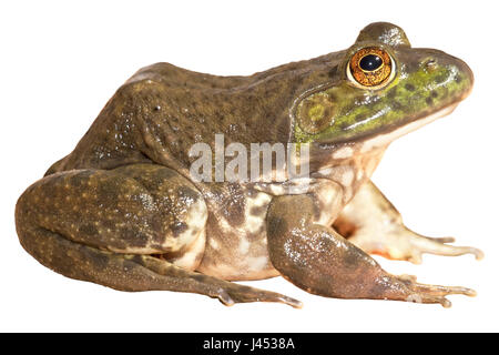 Amérique du Nord bullfrog contre un fond blanc (rendu) Banque D'Images