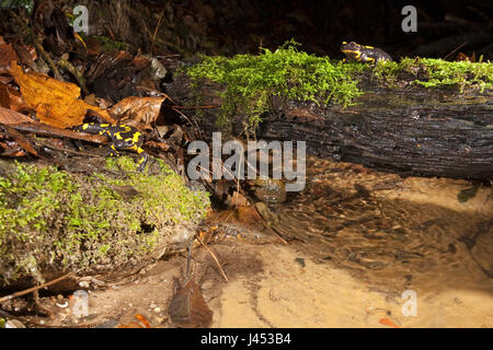 Aperçu de deux firesalamanders dans leur environnement le long d'un ruisseau Banque D'Images