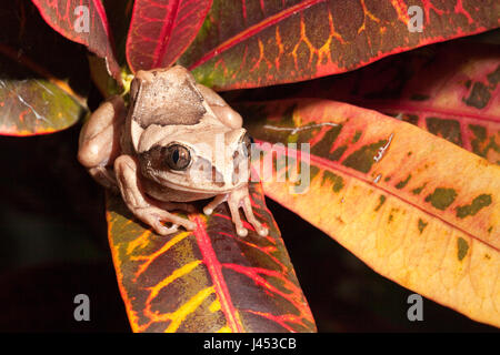 Photo d'une grenouille à dos marron Banque D'Images