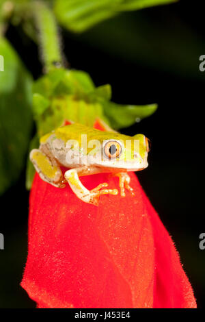 Photo d'une jeune grenouille arbre natal sur une fleur rouge Banque D'Images