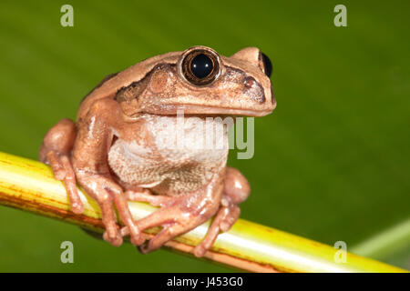 Photo d'une grenouille à dos marron Banque D'Images