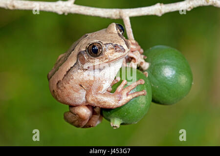 Photo d'une grenouille à dos marron Banque D'Images