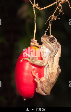 Photo d'une grenouille à dos marron Banque D'Images