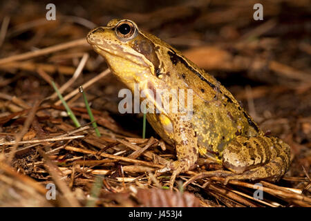 Photo d'une grenouille rousse à l'affût au cours de la migration. Banque D'Images