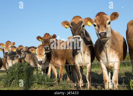 Les jeunes vaches de Jersey dans un champ à l'Isle of Wight, UK Banque D'Images