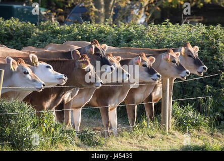 Les jeunes vaches de Jersey dans un champ à l'Isle of Wight, UK Banque D'Images