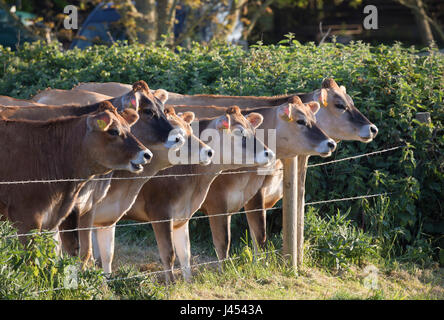 Les jeunes vaches de Jersey dans un champ à l'Isle of Wight, UK Banque D'Images