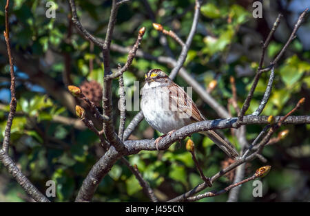 Bruant à gorge blanche perchée sur une branche d'arbre en herbe au printemps Banque D'Images