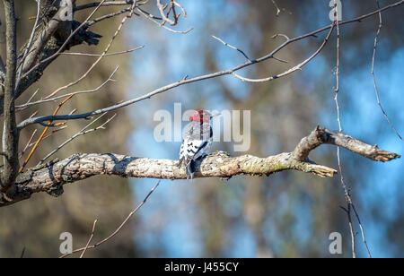 Pic Ã tête rouge perché sur une branche d'arbre de chêne un jour de printemps dans une forêt du Maryland Banque D'Images