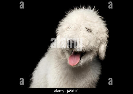 Portrait de chien de berger hongrois Komondor, isolé sur fond noir, front view Banque D'Images