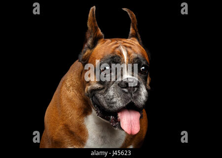 Portrait de chien Boxer magnifiques isolées sur fond noir Banque D'Images