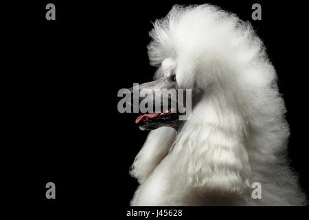 Portrait de chien caniche royal blanc avec Hairstyle à côté à isolé sur fond noir, vue de profil Banque D'Images