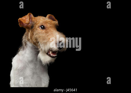 Chien Fox Terrier isolé sur fond noir Banque D'Images