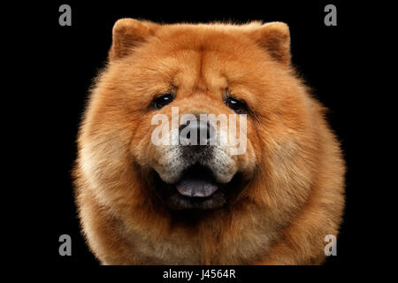 Portrait de chien Chow Chow Banque D'Images