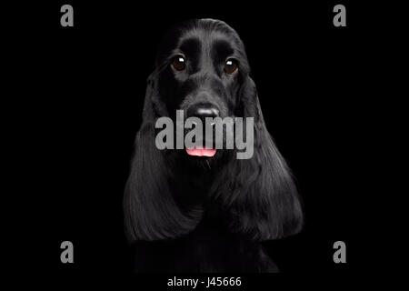Close-up portrait of dog cocker anglais breed isolées sur fond noir Banque D'Images