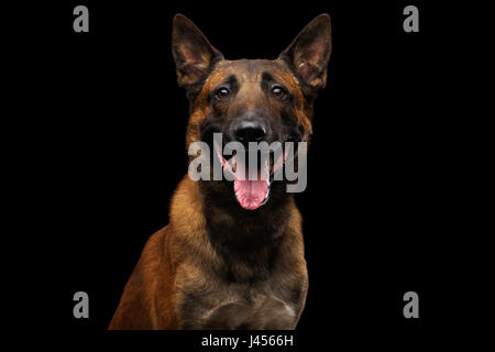 Chien Berger Belge malinois Banque D'Images