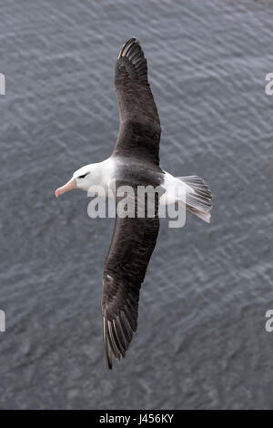 Corneille noire - Thalassarche melanophris Banque D'Images