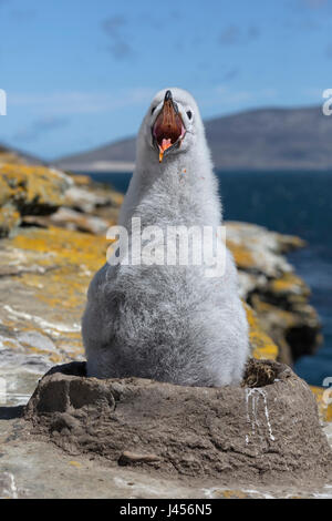 Corneille noire - Thalassarche melanophris - chick sur son nid Banque D'Images