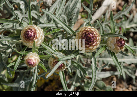 Chardon, Leuzea conifera Pinecone dans une forêt de pins, Mijas, Espagne Banque D'Images