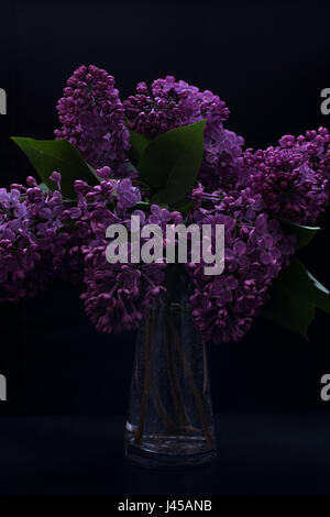 Syringa vulgaris dans un vase isolé sur fond noir, profondeur de champ faible, selective focus, effet spectaculaire Banque D'Images