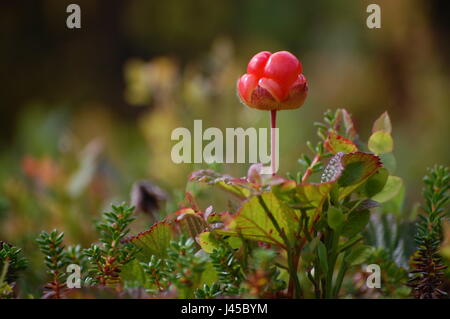 Plaquebière (Rubus chamaemorus) - Parc National de Pieljekaise, Laponie, Suède Banque D'Images