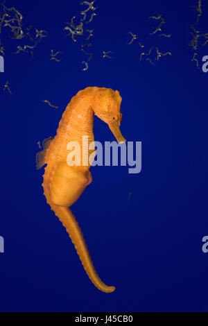 Hippocampe, bordée d'hippocampe tacheté, ou du nord, de l'hippocampe (Hippocampus erectus ) homme donnant naissance ( expulsant fry ou bébés de pochette de couvain ) Banque D'Images
