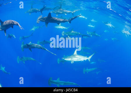 La scolarisation des femmes, les requins-marteau halicorne Sphyrna lewini, off, Keauhou Kona Sud, Big Island, Hawaii, USA ( Centre de l'océan Pacifique ) Banque D'Images