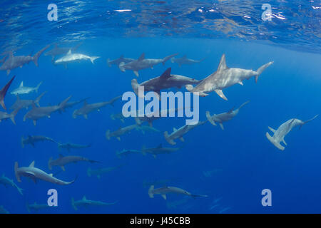 La scolarisation des femmes, les requins-marteau halicorne Sphyrna lewini, off, Keauhou Kona Sud, Big Island, Hawaii, USA ( Centre de l'océan Pacifique ) Banque D'Images