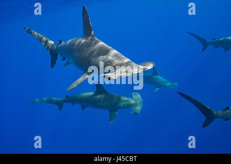 La scolarisation des femmes, les requins-marteau halicorne Sphyrna lewini, off Red Hill, South Kona, Big Island, Hawaii, USA ( Centre de l'océan Pacifique ) Banque D'Images