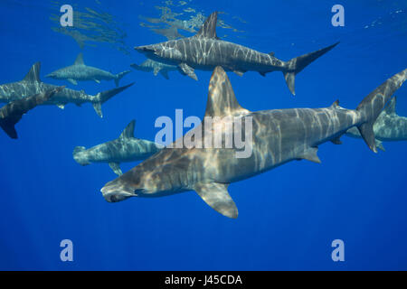 La scolarisation des femmes, les requins-marteau halicorne Sphyrna lewini, off, Keauhou Kona Sud, Big Island, Hawaii, USA ( Centre de l'océan Pacifique ) Banque D'Images