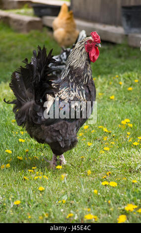 Coq en liberté avec son retour à l'appareil photo dans les champs avec Buff Orpington poule dans l'arrière-plan. Le pissenlit est au premier plan. Banque D'Images