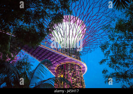 Supertree grove de nuit dans des jardins au bord de la bay, Singapour Banque D'Images