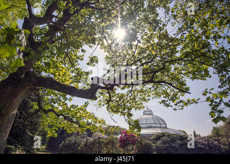 Sefton Park et Victoria House, Liverpool. Soleil à travers les arbres. Banque D'Images