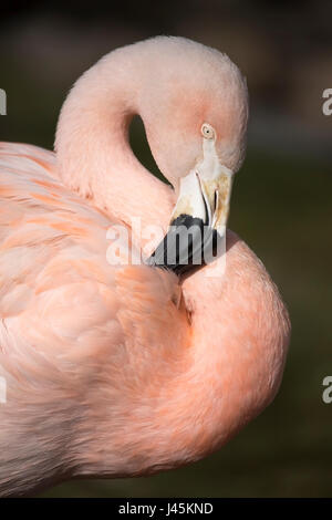 Gros plan du flamant chilien de la tête, du bec et du cou (Phoenicopterus chilensis) Banque D'Images