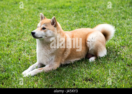 Shiba Inu chien jaune portant sur l'herbe de pelouse et looking up Banque D'Images