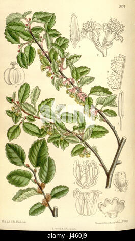 Nothofagus antarctica uliginosa 136 8314 Banque D'Images